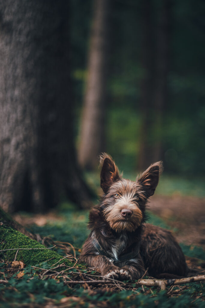Fotenie psov |Wolfdography studio
