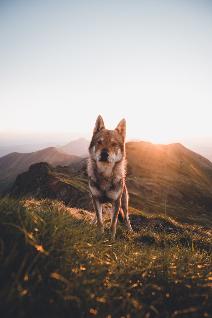 východ slnka na Chlebe v Malej Fatre, fotografia psa, vlka, vlčiaka , príjemná atmosféra, reprezentatívna fotka z portfólia